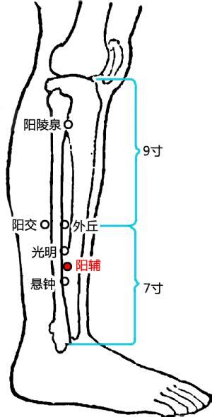 陽輔穴位置